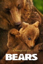 Bears Bears